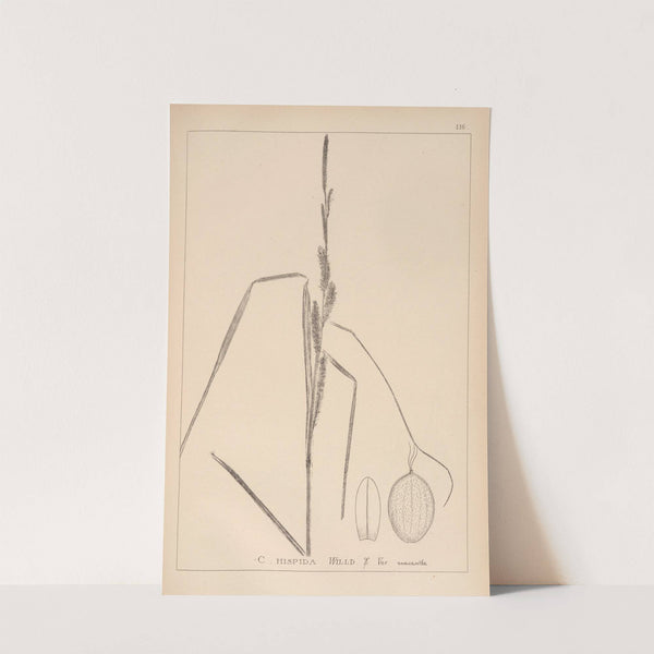 Herbier de la flore française Pl.1289 by Louis Antoine Cusin