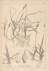 Herbier de la flore française Pl.1290