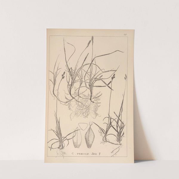 Herbier de la flore française Pl.1290 by Louis Antoine Cusin