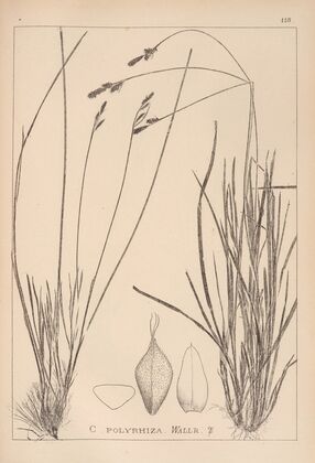 Herbier de la flore française Pl.1291