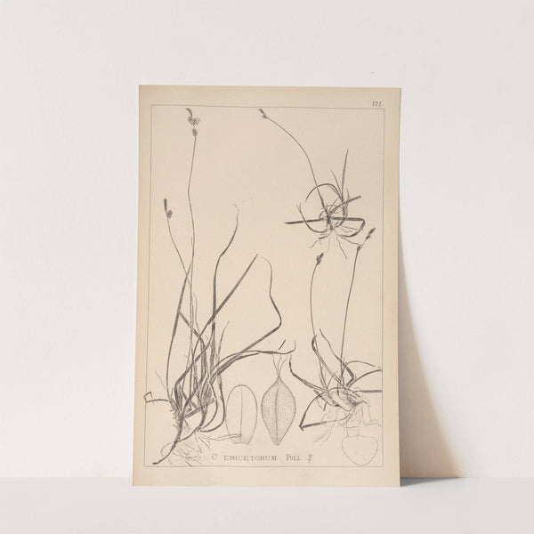 Herbier de la flore française Pl.1294 by Louis Antoine Cusin