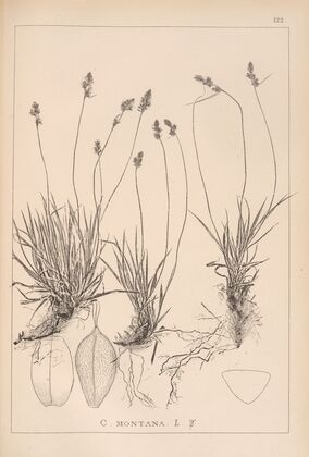 Herbier de la flore française Pl.1295