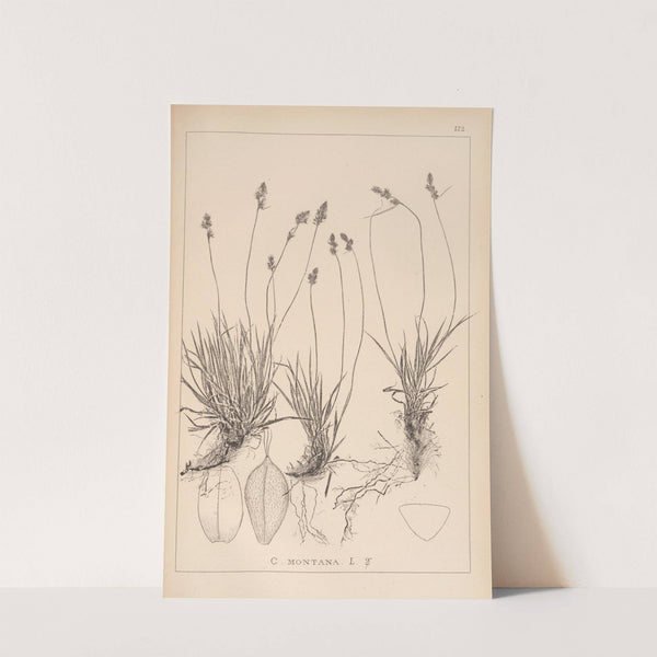 Herbier de la flore française Pl.1295 by Louis Antoine Cusin