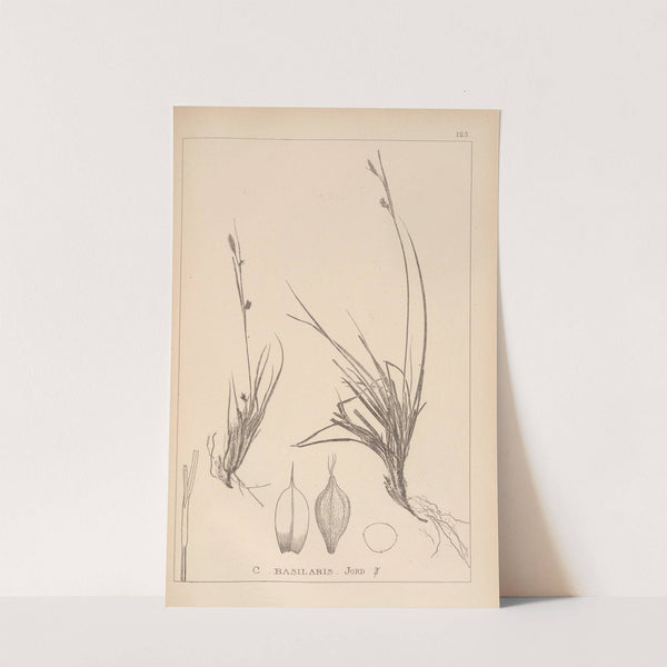 Herbier de la flore française Pl.1296 by Louis Antoine Cusin