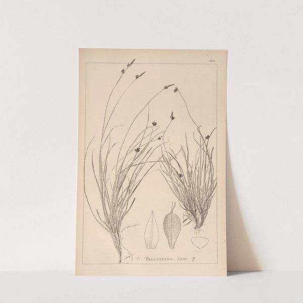 Herbier de la flore française Pl.1297 by Louis Antoine Cusin