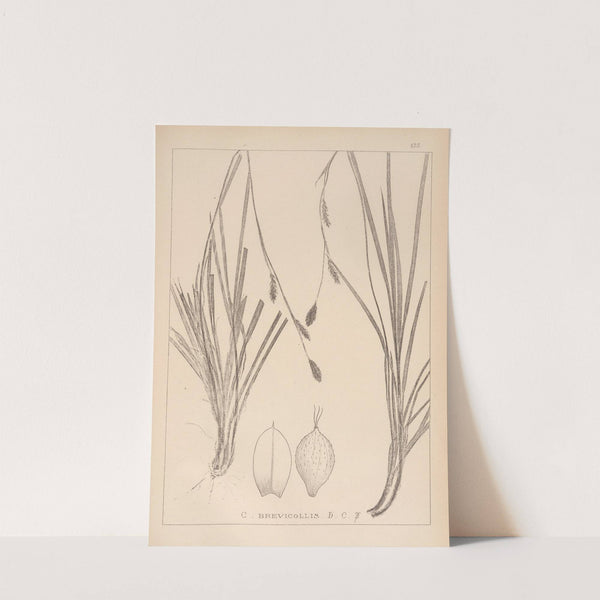 Herbier de la flore française Pl.1298 by Louis Antoine Cusin