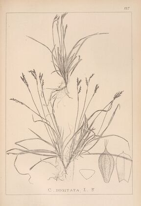 Herbier de la flore française Pl.1300