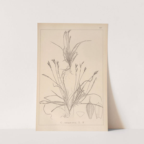 Herbier de la flore française Pl.1300 by Louis Antoine Cusin