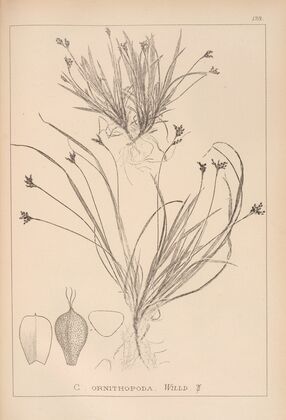 Herbier de la flore française Pl.1301