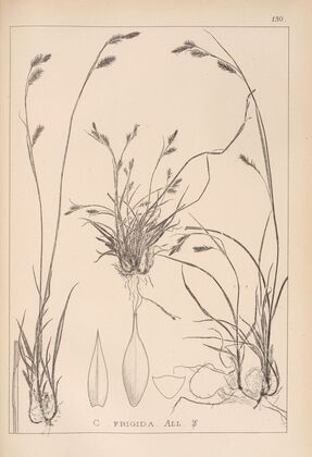 Herbier de la flore française Pl.1303