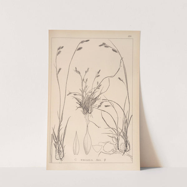 Herbier de la flore française Pl.1303 by Louis Antoine Cusin