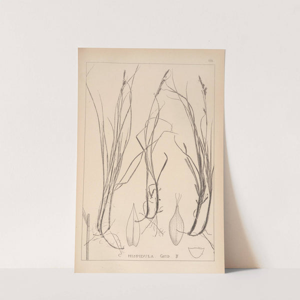 Herbier de la flore française Pl.1304 by Louis Antoine Cusin