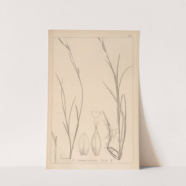 Herbier de la flore française Pl.1305 by Louis Antoine Cusin