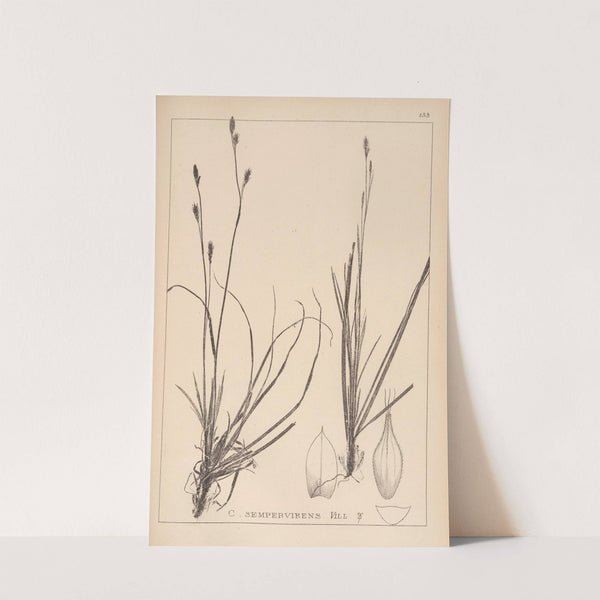 Herbier de la flore française Pl.1306 by Louis Antoine Cusin