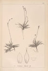Herbier de la flore française Pl.1307