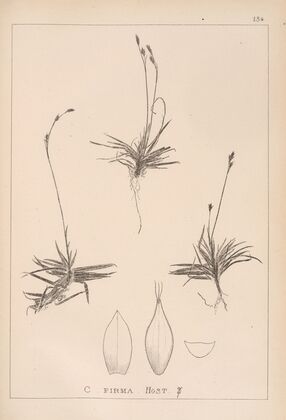 Herbier de la flore française Pl.1307