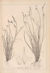 Herbier de la flore française Pl.1308