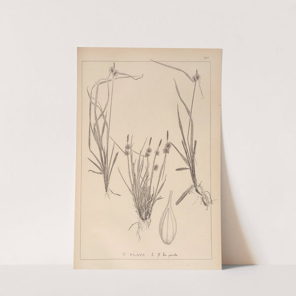 Herbier de la flore française Pl.1313 by Louis Antoine Cusin