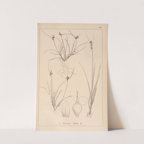 Herbier de la flore française Pl.1314 by Louis Antoine Cusin