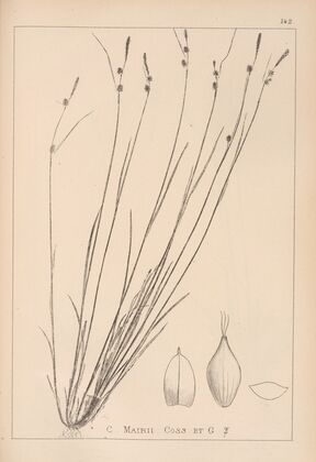 Herbier de la flore française Pl.1315