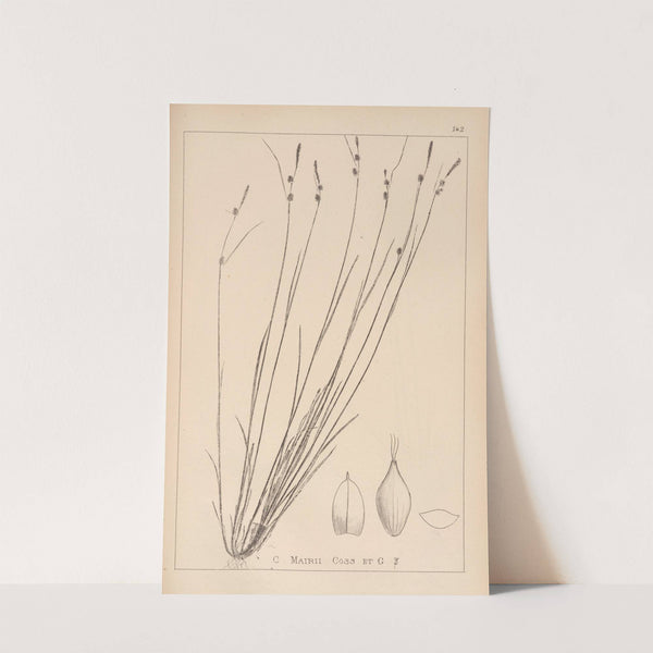 Herbier de la flore française Pl.1315 by Louis Antoine Cusin