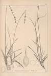 Herbier de la flore française Pl.1316