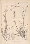 Herbier de la flore française Pl.1317