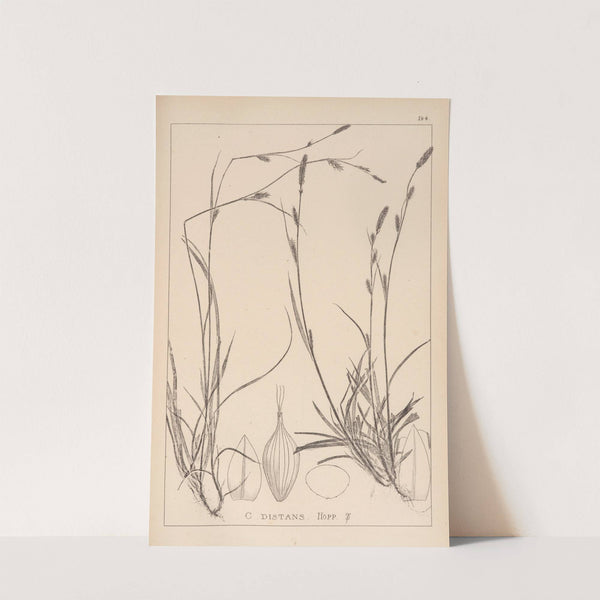 Herbier de la flore française Pl.1317 by Louis Antoine Cusin