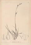 Herbier de la flore française Pl.1318