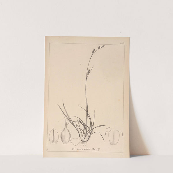 Herbier de la flore française Pl.1318 by Louis Antoine Cusin