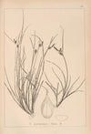 Herbier de la flore française Pl.1319