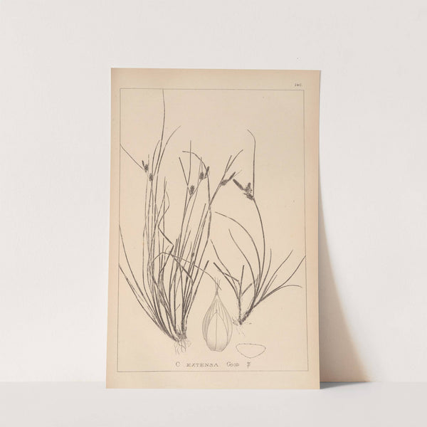 Herbier de la flore française Pl.1319 by Louis Antoine Cusin