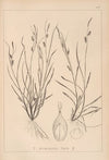 Herbier de la flore française Pl.1320