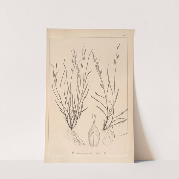 Herbier de la flore française Pl.1320 by Louis Antoine Cusin