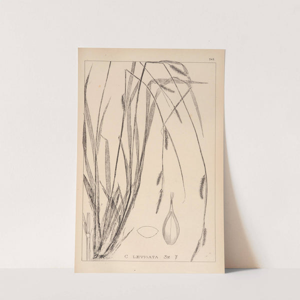 Herbier de la flore française Pl.1321 by Louis Antoine Cusin