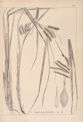 Herbier de la flore française Pl.1322