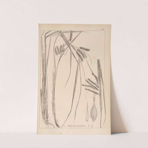 Herbier de la flore française Pl.1322 by Louis Antoine Cusin