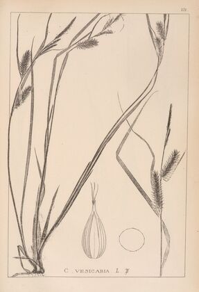 Herbier de la flore française Pl.1324