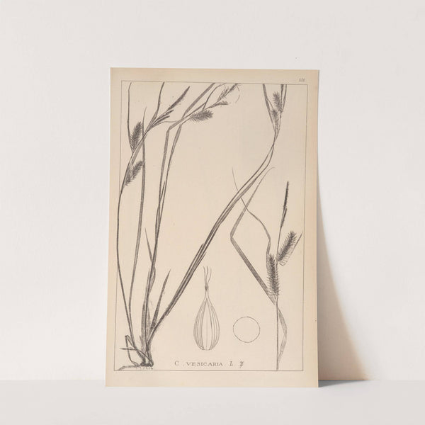 Herbier de la flore française Pl.1324 by Louis Antoine Cusin