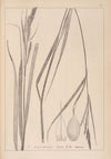 Herbier de la flore française Pl.1326