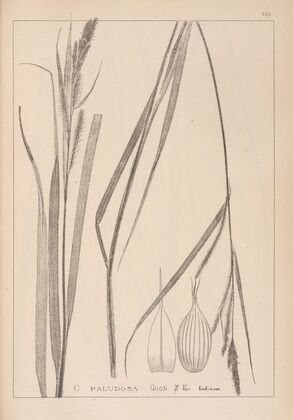 Herbier de la flore française Pl.1326