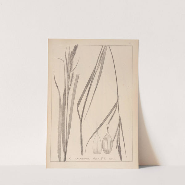 Herbier de la flore française Pl.1326 by Louis Antoine Cusin