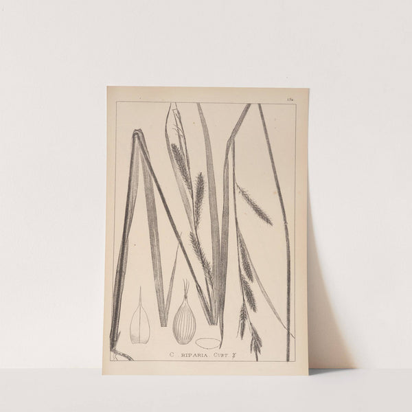 Herbier de la flore française Pl.1327 by Louis Antoine Cusin