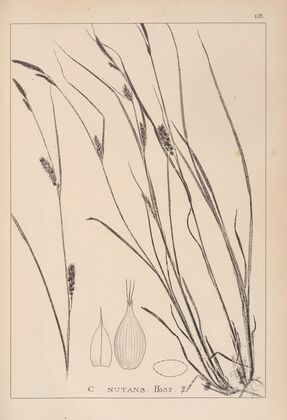 Herbier de la flore française Pl.1328