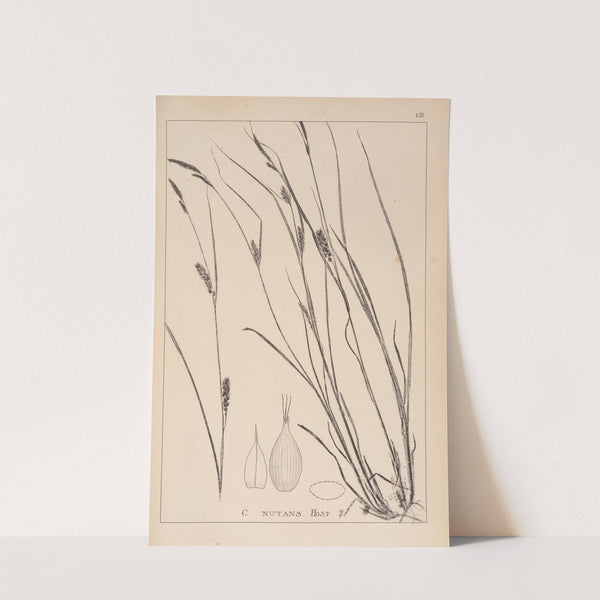 Herbier de la flore française Pl.1328 by Louis Antoine Cusin