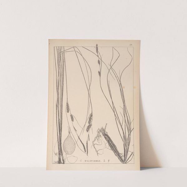 Herbier de la flore française Pl.1329 by Louis Antoine Cusin