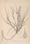 Herbier de la flore française Pl.1330