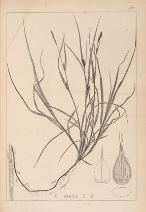 Herbier de la flore française Pl.1330