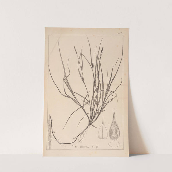 Herbier de la flore française Pl.1330 by Louis Antoine Cusin