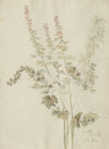 Herbstliche Malvenblüten (1832)
